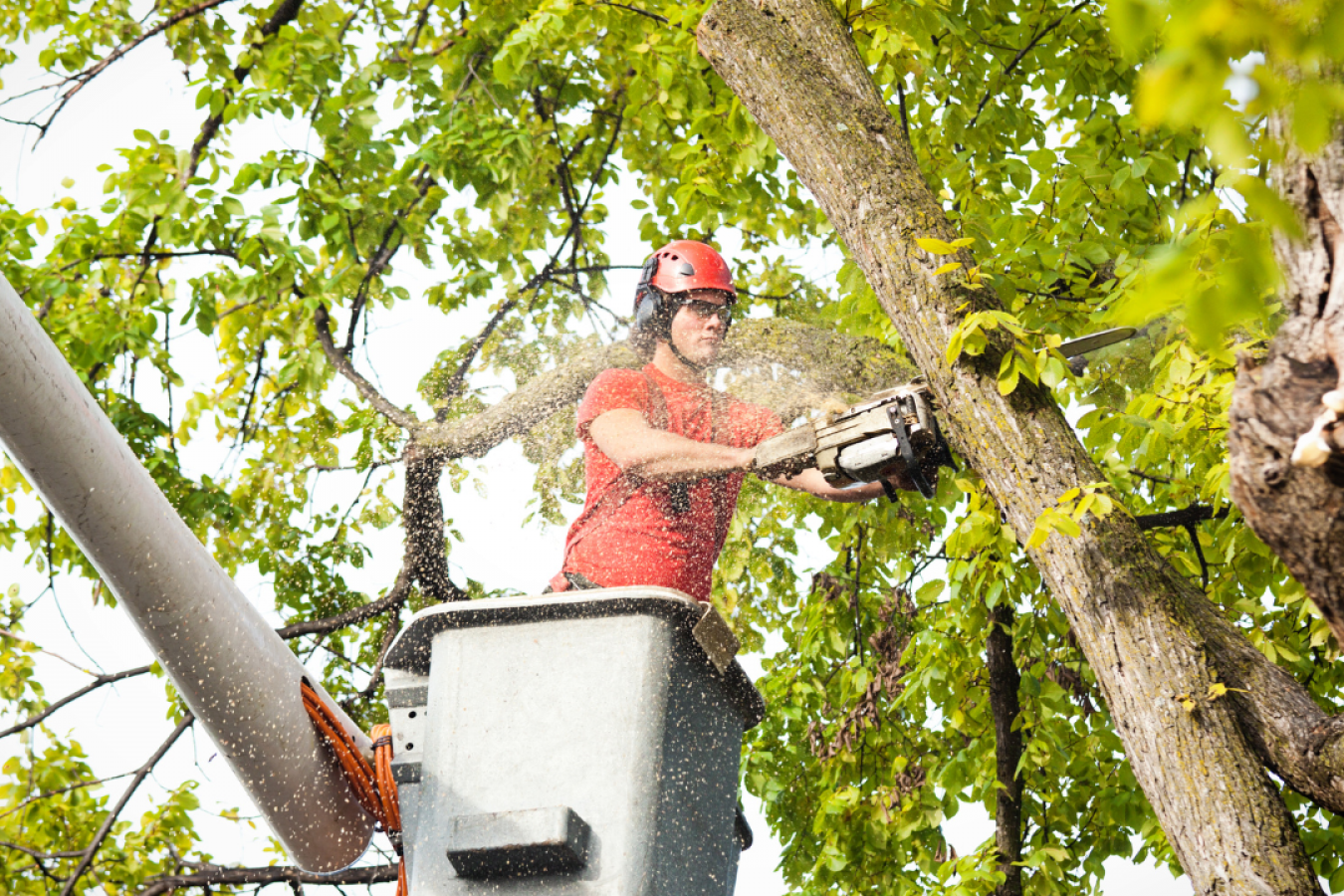 Tree Removal Tree Removal
