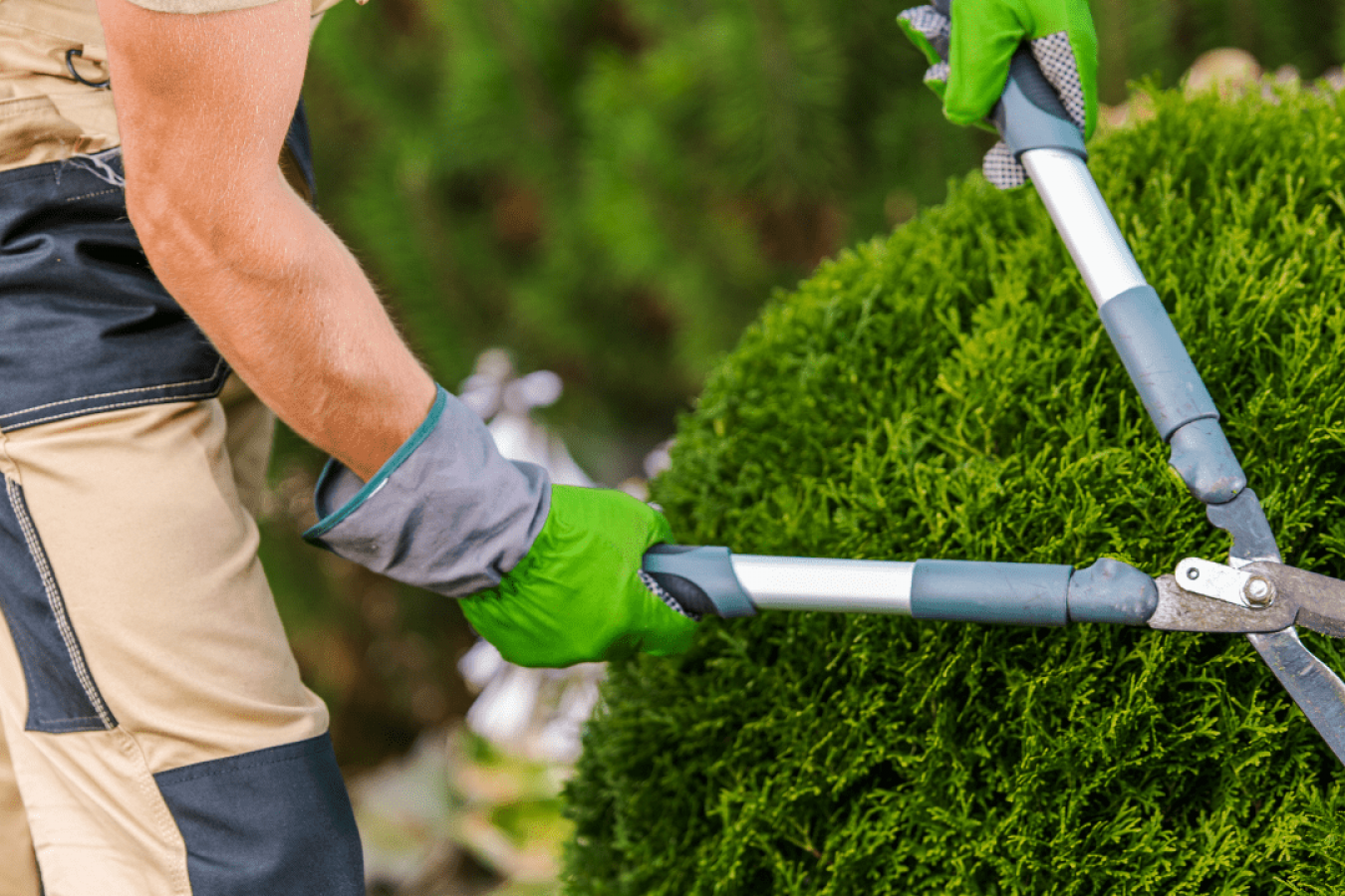 Tree Service and Pruning Tree Service and Pruning